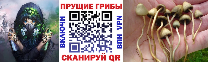 Псилоцибиновые грибы Psilocybine cubensis  цена   Курганинск 